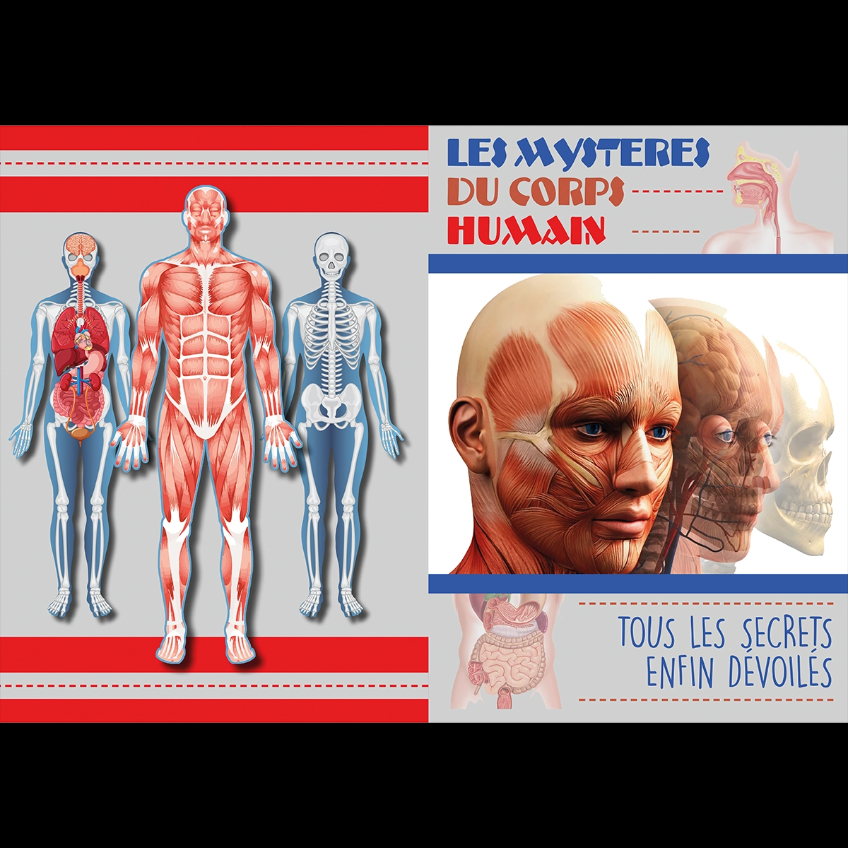 Brochure sur le corps humain couverture