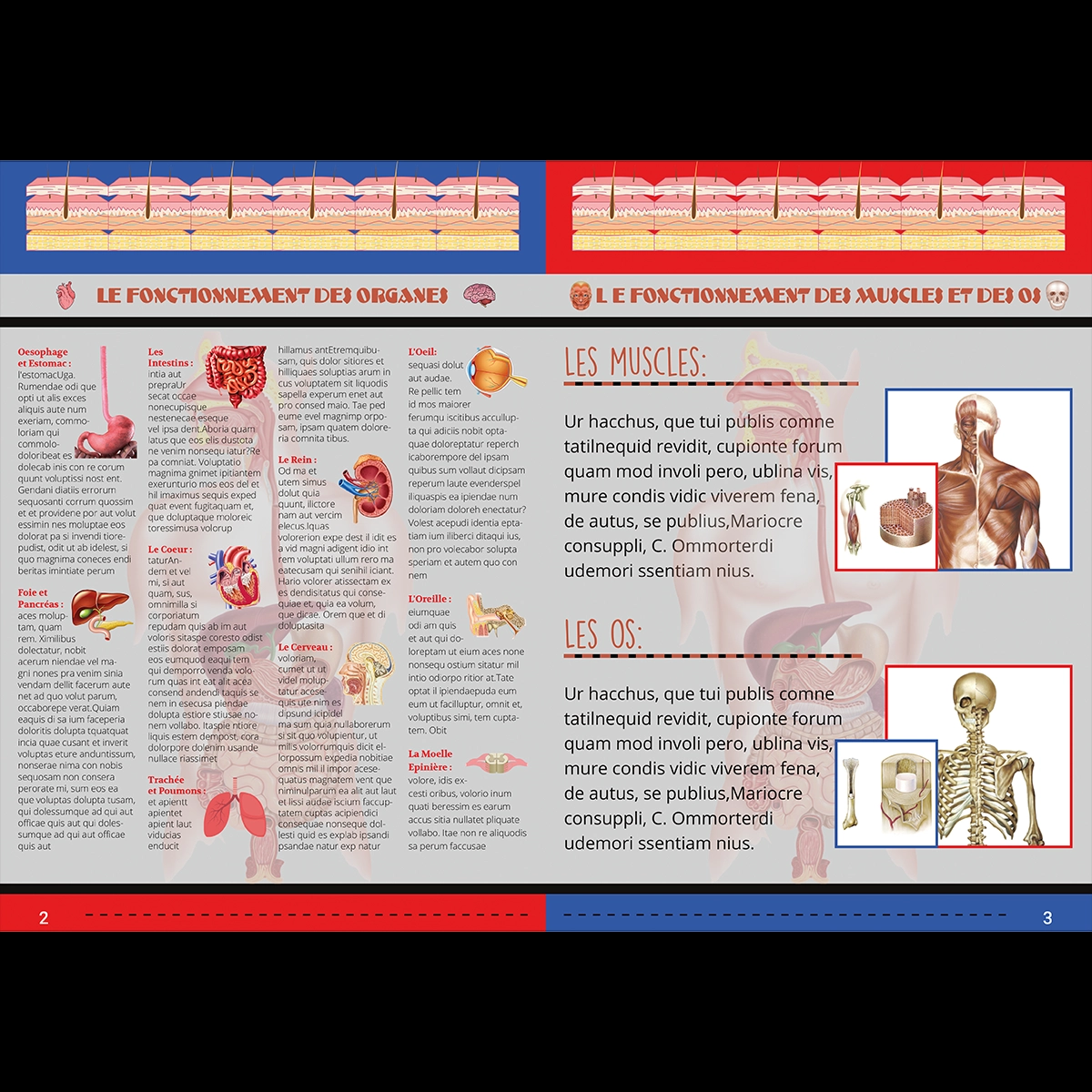 Brochure sur le corps humain intérieur